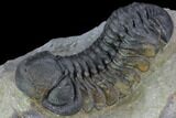 Detailed Austerops Trilobite - Beautiful Eyes #89498-2